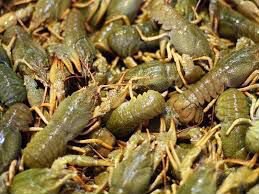 Живые раки дикие