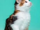 Очаровательные котята курбобики объявление продам