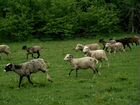 Доля в овечьей ферме на 500 голов в Краснодаре