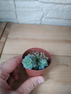 Эхеверия Изящная