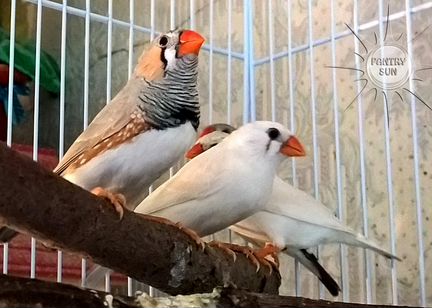 Зебровые амадины, самцы и самки