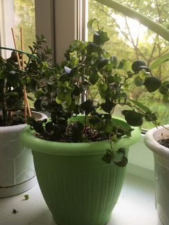 Фикус барокко