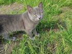 Потерялся котик,британец - русская голубая