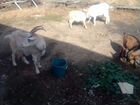 Продам дойных коз и козлят два мальчика и козочку