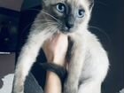 Котёнок тайской породы в добрые руки