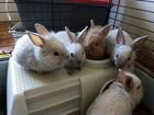 Декоративные карликовые мини кролики объявление продам