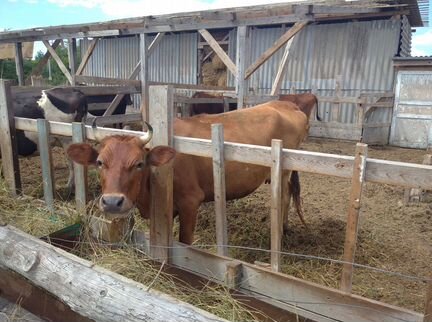 Коровы, телки, нетели, быки продажа, обмен на сено - фотография № 1