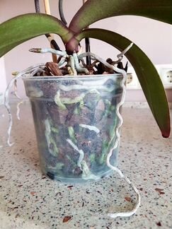 Фаленопсис