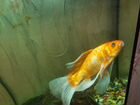 Золотая рыбка и два Сома