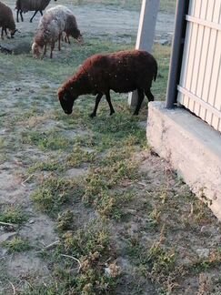 Овцы бараны ягнята - фотография № 10
