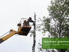 Обрезка, удаление и спил деревьев в Шаховская объявление продам