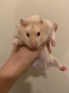 Сирийский хомяк