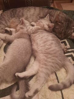 Кошки