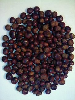 Семена каштана урожая 2019 года