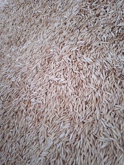 Овес в мешках 30 кг