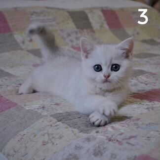Котята британской шиншиллы