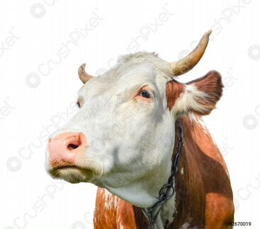 Телёнок и корова - фотография № 2