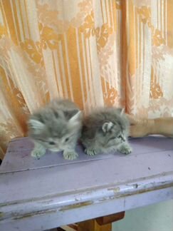 Сибирские котята 1 месяц