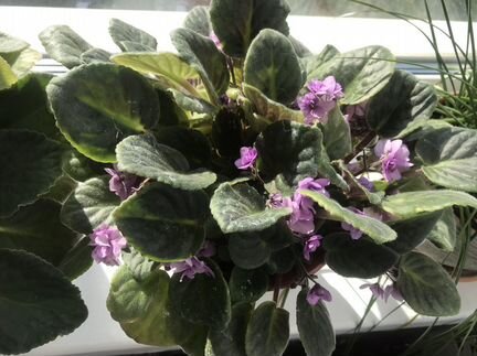 Фиалка, Герань коралловая