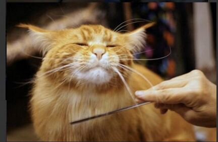 Стрижка кошек и собак