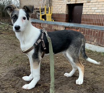 Щенок, девочка, 4 мес, в добрые руки