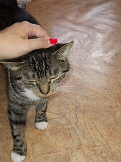 Домашняя ручная кошечка