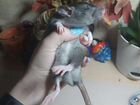 Крысы стандарт-дамбо