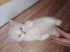Котята Невской маскарадной объявление продам