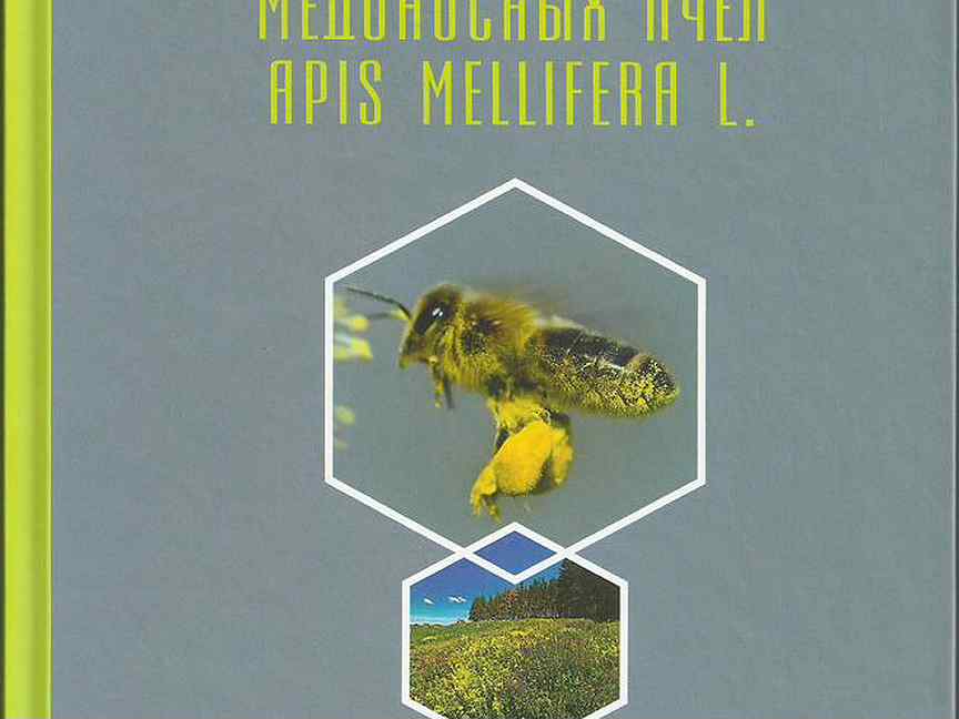 Кашковский содержание и разведение. Мистер пчела.