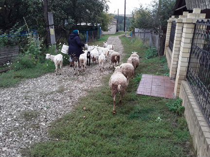 Овцы - фотография № 1