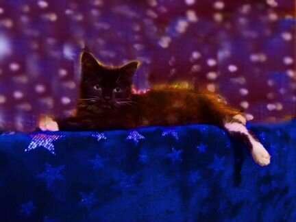 Котенок девочка 2,5 месяца шоколадная