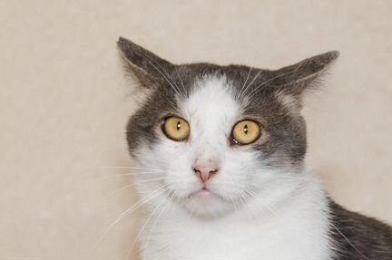 Сёмочка ищет самый лучший дом