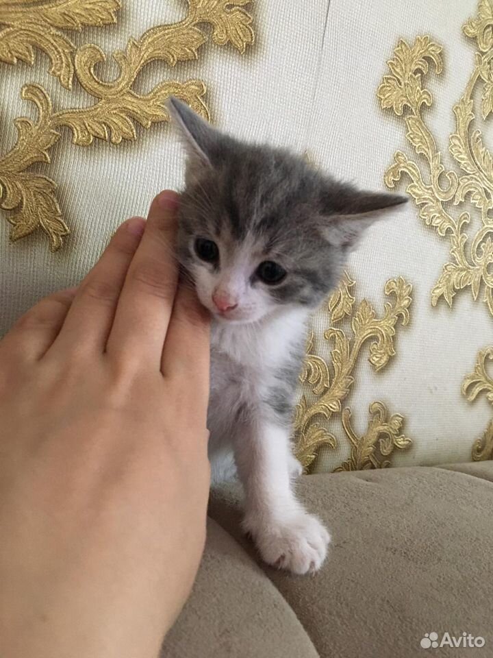 Кошка