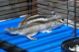 Алтайские бурундуки - малыши