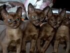 Бурманские чистокровные котята