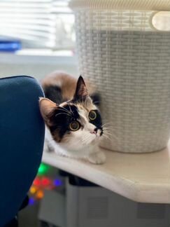 Молоденькая домашняя трехцветная кошечка в дар