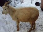 Продается козел, козочка 6 мес и коза 1,5 года