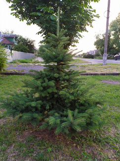 Ель голубая