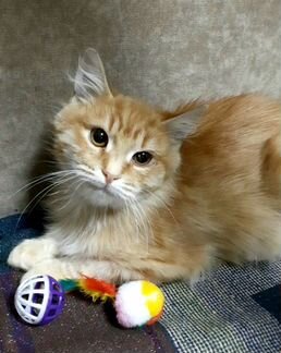 Котенок мальчик 5 месяцев