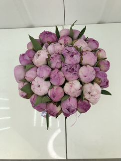 Пионы Сара Бернар 15шт