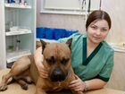 Ветеринарный врач онлайн