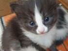 Милые,мягкие и пушистые котята объявление продам