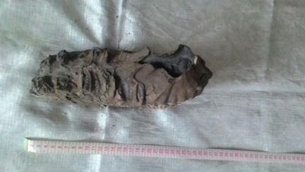 Зуб мамонта