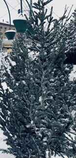 Живые елки русские