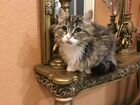 Продаю Сибирского кота объявление продам