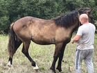 Лошади тяжеловозы