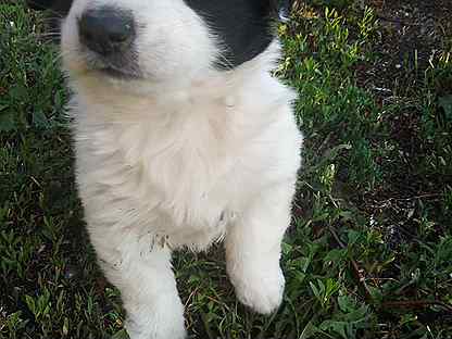 kupit nedorogo sobaku ili shenka v oktyabrskom ceny na sobak raznyh porod avito