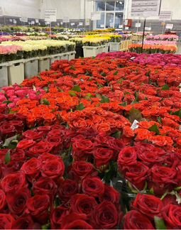 Цветы розы оптом розница доставка