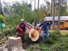 Пильщики деревьев