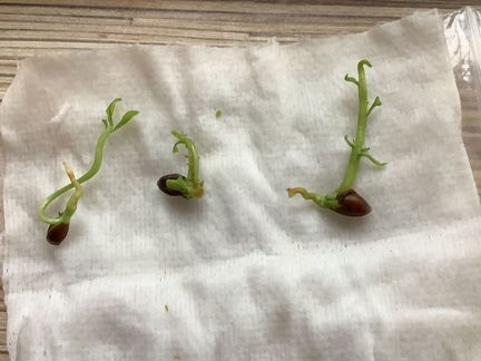 Ростки лимона